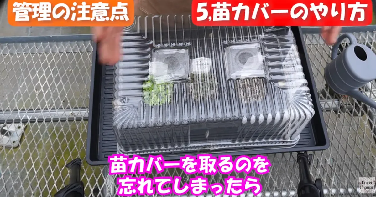 種まき発芽後の管理