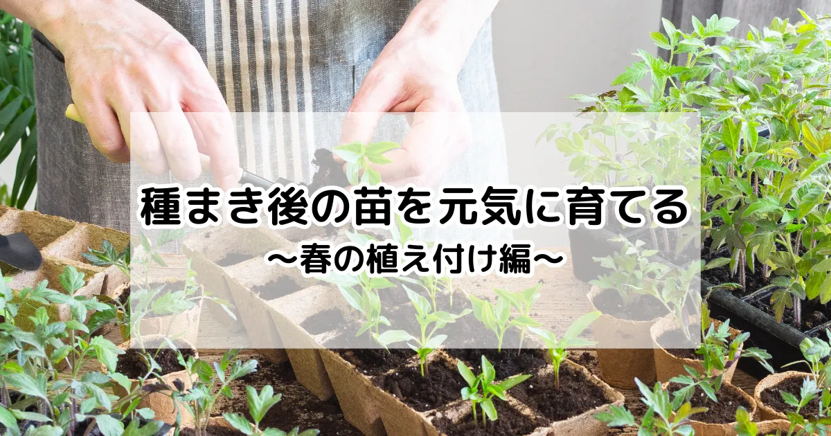 春の植え付け