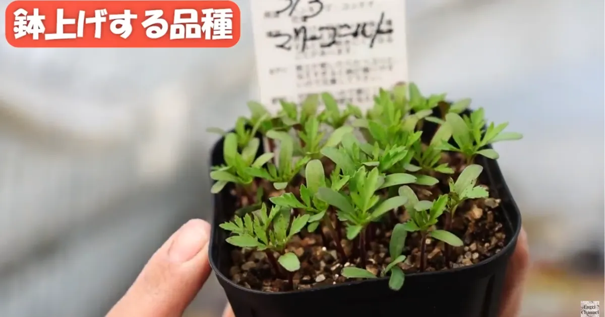 春の植え付け