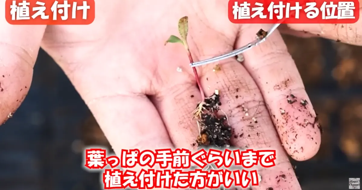 春の植え付け
