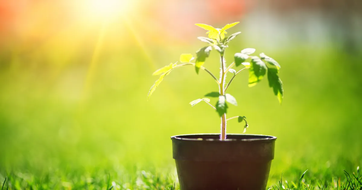 植え付け後の管理