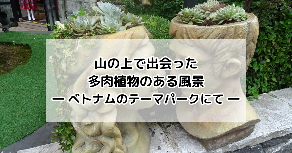 多肉植物のある風景
