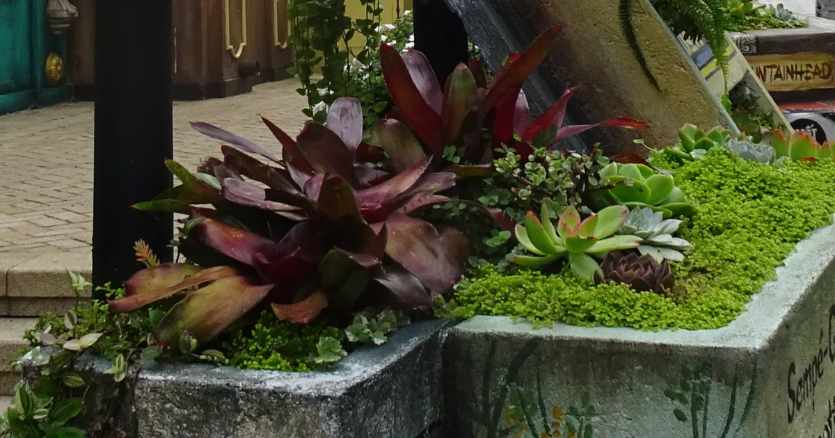 多肉植物のある風景