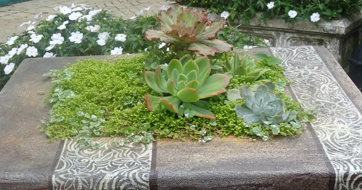 多肉植物のある風景