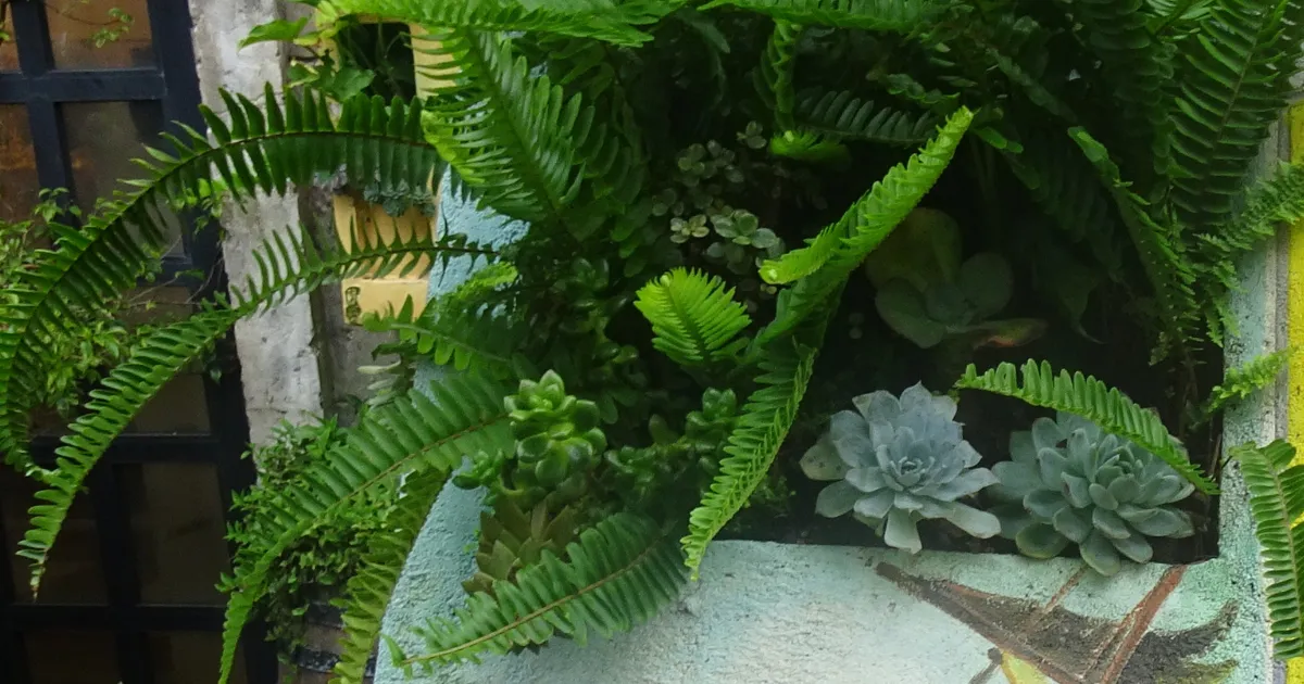 多肉植物のある風景