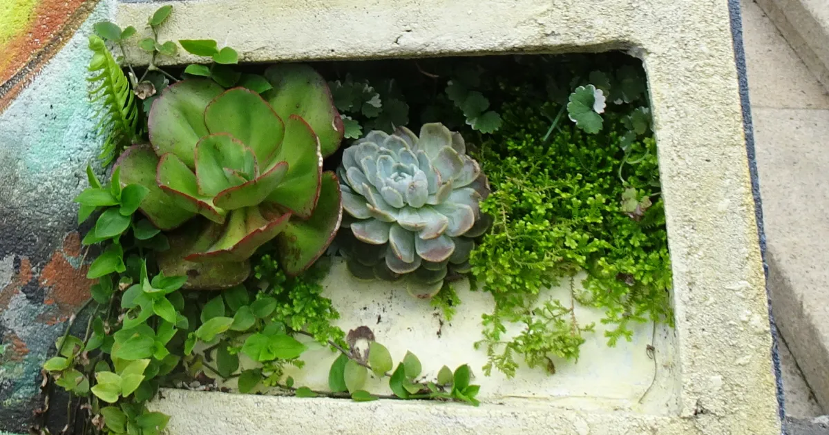 多肉植物のある風景