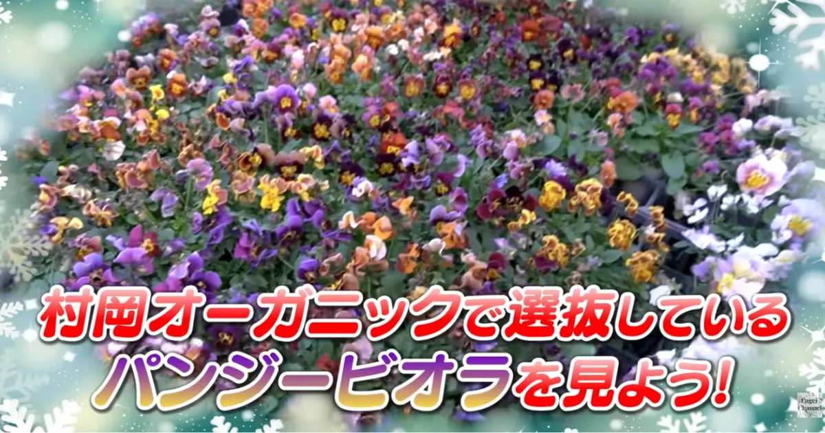 改良途中のビオラたちの花姿