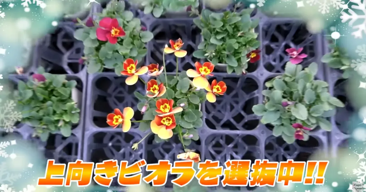 改良途中のビオラたちの花姿