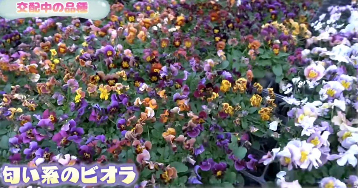 改良途中のビオラたちの花姿