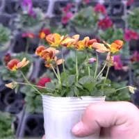 改良途中のビオラたちの花姿