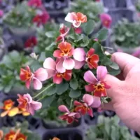 改良途中のビオラたちの花姿