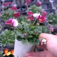 改良途中のビオラたちの花姿