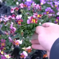改良途中のビオラたちの花姿