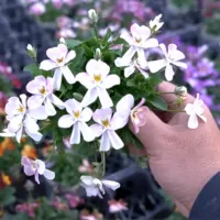 改良途中のビオラたちの花姿