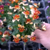 改良途中のビオラたちの花姿