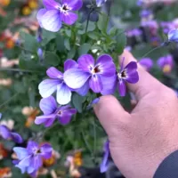 改良途中のビオラたちの花姿