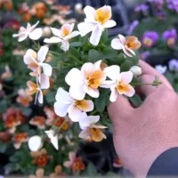 改良途中のビオラたちの花姿