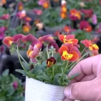 改良途中のビオラたちの花姿