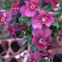 改良途中のビオラたちの花姿