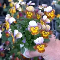 改良途中のビオラたちの花姿