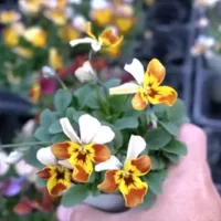 改良途中のビオラたちの花姿