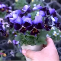 改良途中のビオラたちの花姿