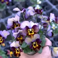 改良途中のビオラたちの花姿