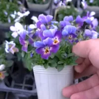 改良途中のビオラたちの花姿