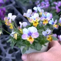 改良途中のビオラたちの花姿
