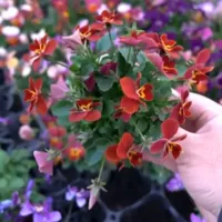 改良途中のビオラたちの花姿