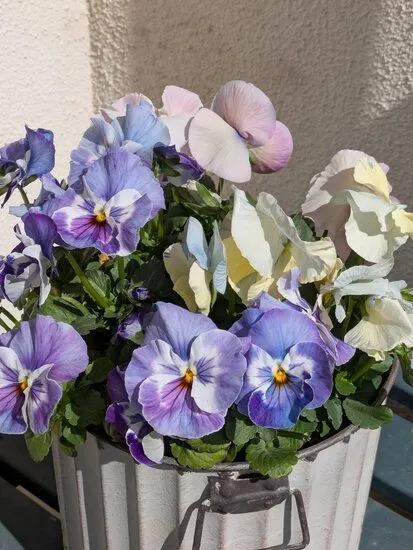 レビュー投稿画像