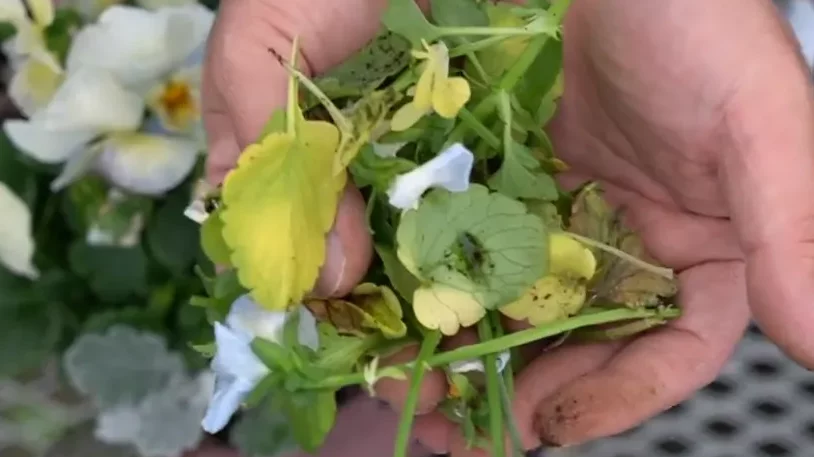 寄せ植えの管理　冬から春