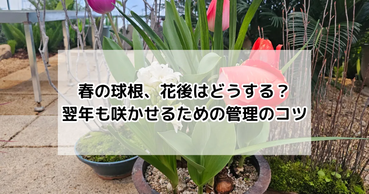 春の球根 花後の管理