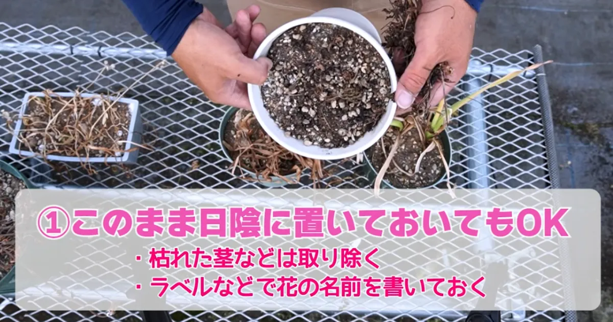 春の球根 花後の管理