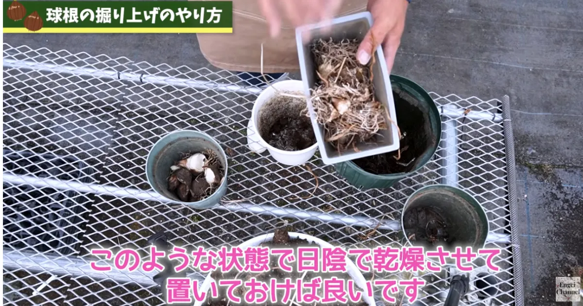 春の球根 花後の管理