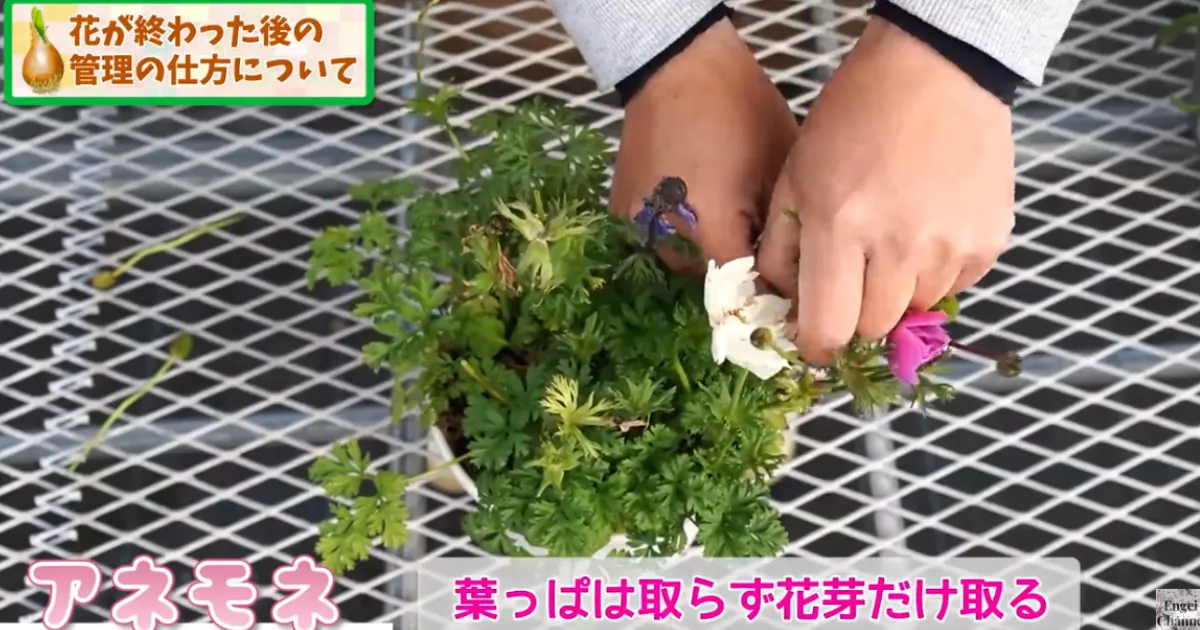 春の球根 花後の管理