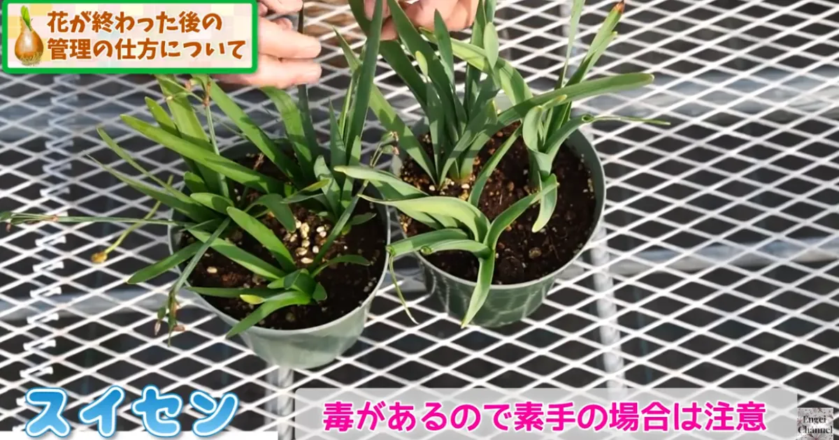 春の球根 花後の管理