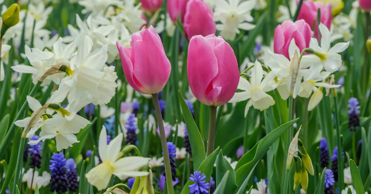 春の球根 花後の管理
