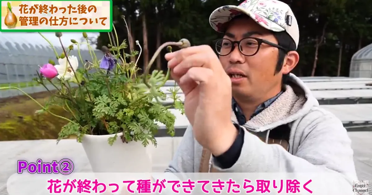 春の球根 花後の管理