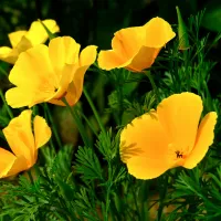 カリフォルニアポピー