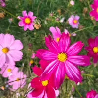コスモス