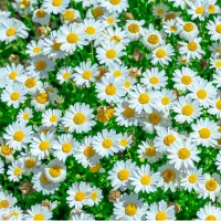 イングリッシュデージー