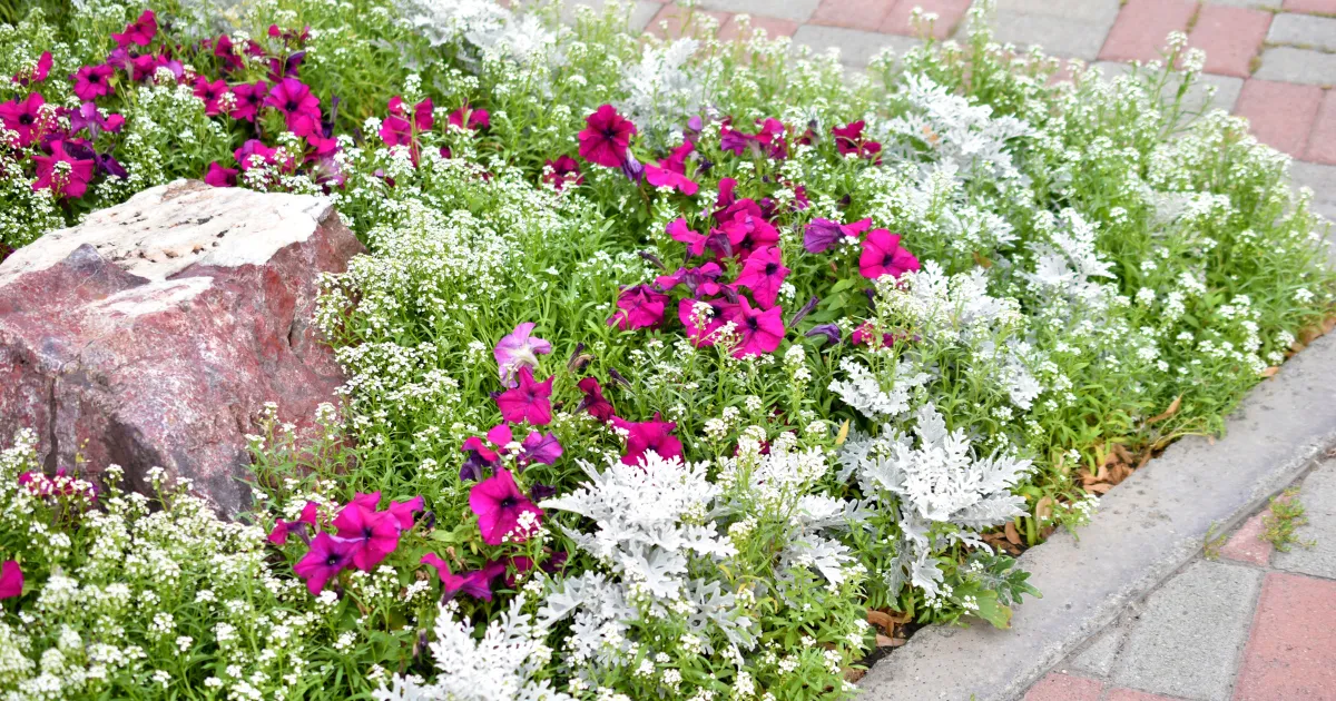 春の花壇づくり