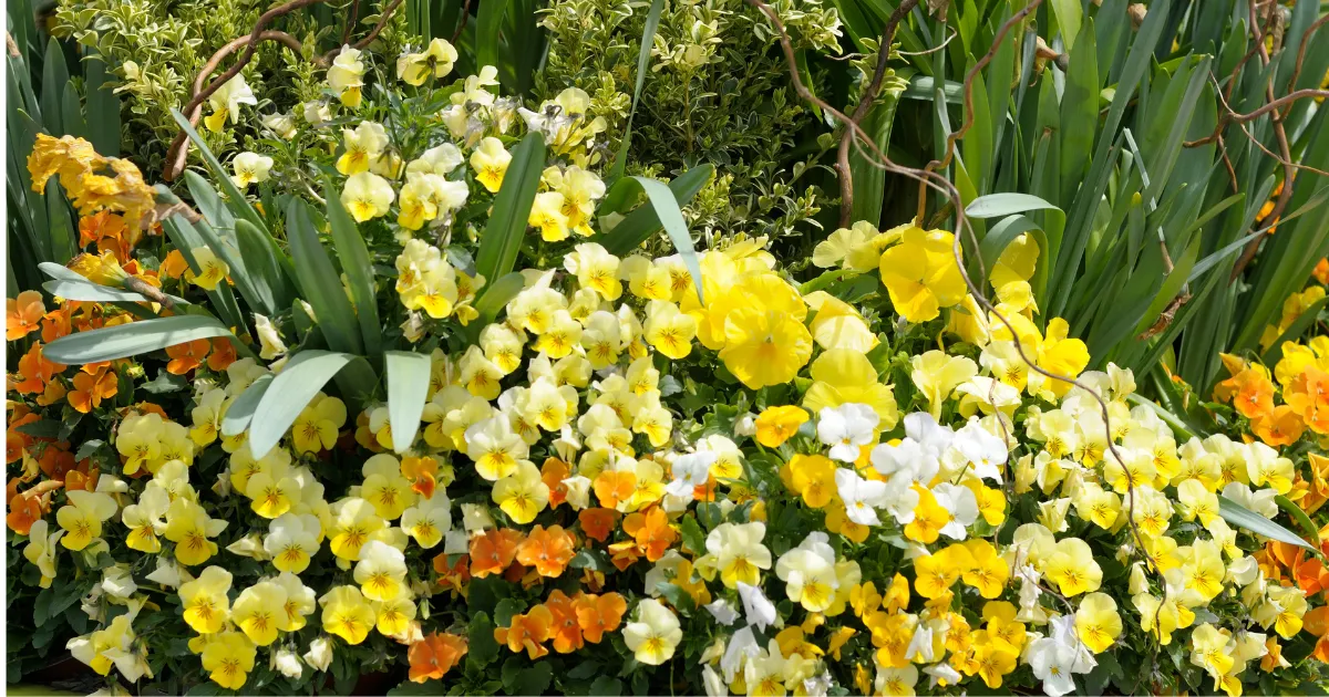 春の花壇づくり