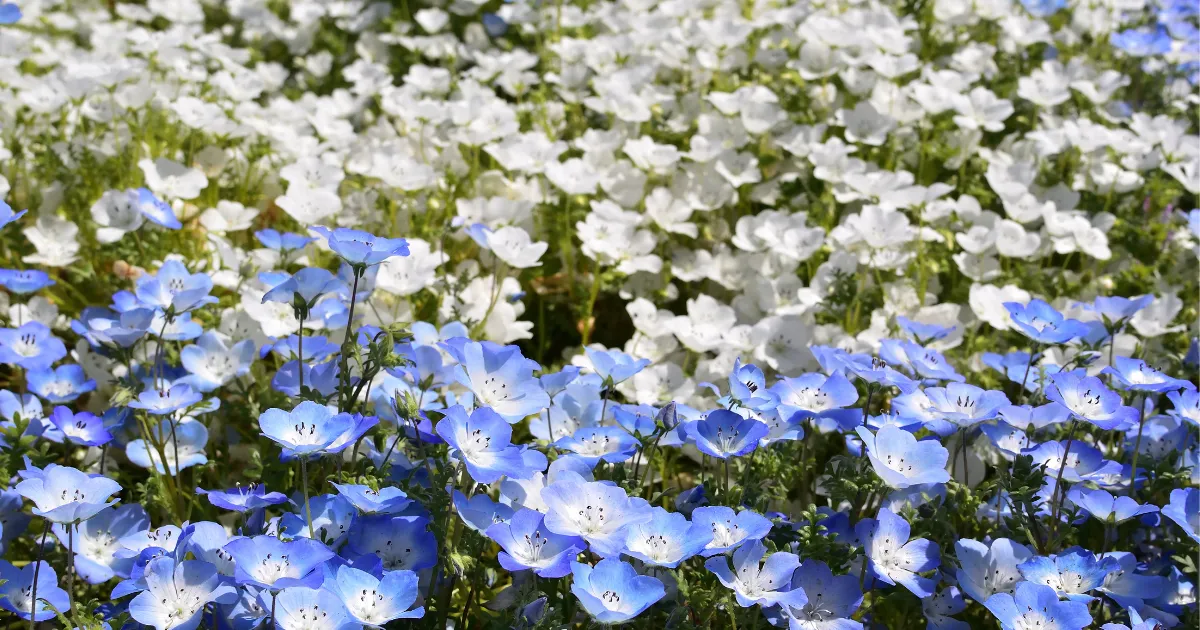 春の花壇づくり