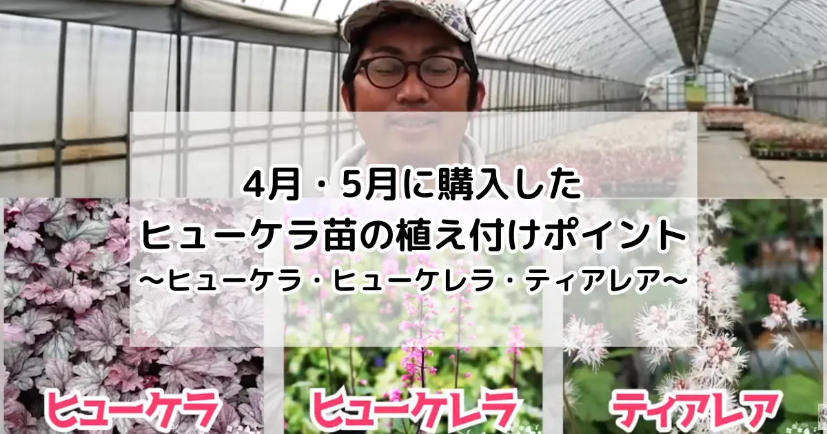 4月・5月に購入したヒューケラ苗の植え付けポイント～ヒューケラ・ヒューケレラ・ティアレア～