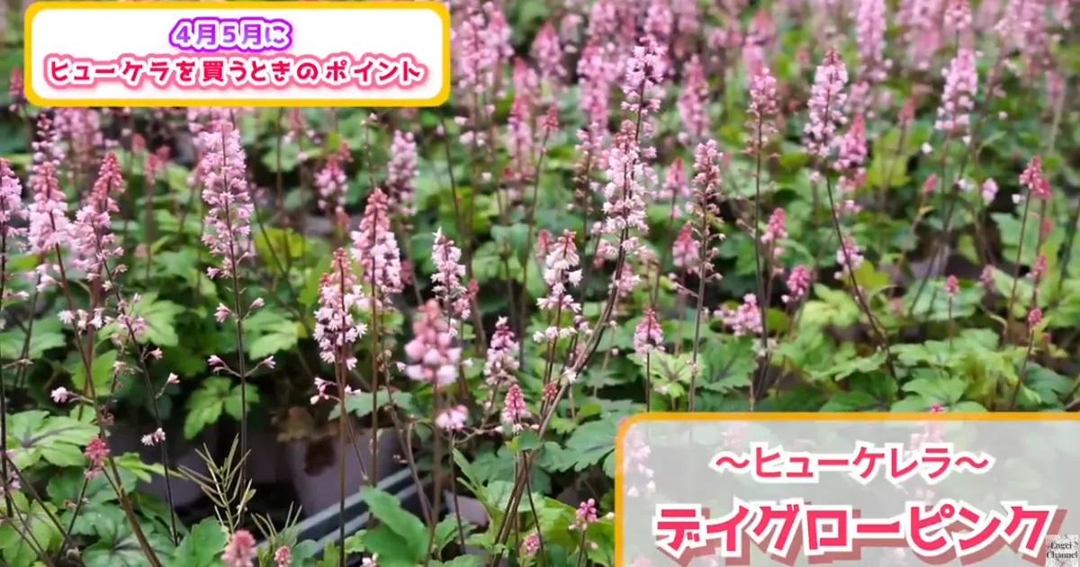 4月・5月に購入したヒューケラ苗の植え付けポイント ～ヒューケラ・ヒューケレラ・ティアレア～