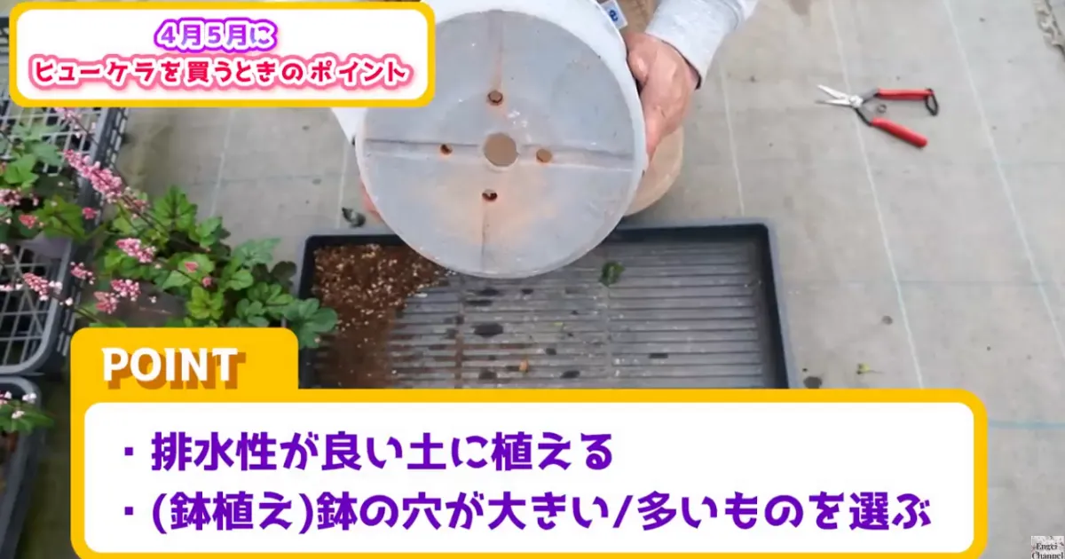 4月・5月に購入したヒューケラ苗の植え付けポイント ～ヒューケラ・ヒューケレラ・ティアレア～