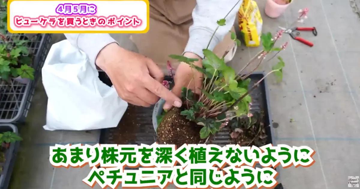 4月・5月に購入したヒューケラ苗の植え付けポイント ～ヒューケラ・ヒューケレラ・ティアレア～