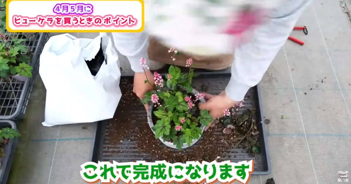 4月・5月に購入したヒューケラ苗の植え付けポイント ～ヒューケラ・ヒューケレラ・ティアレア～